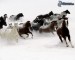 [obrazky.4ever.sk] stado koni, beh, sneh, zima 147671