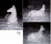 Snow_Horse_by_LindseyTaylor