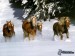 [obrazky.4ever.sk] kon, sneh, priroda 130675