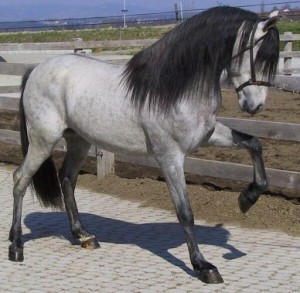 andaluzsky_kon.jpg
