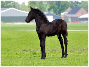 friesian_foal_by_konikpolski.jpg