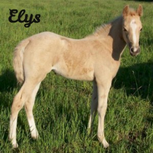 elys.jpg
