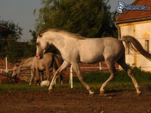 -obrazky.4ever.sk--arabsky-plnokrvnik--kon-146701.jpg