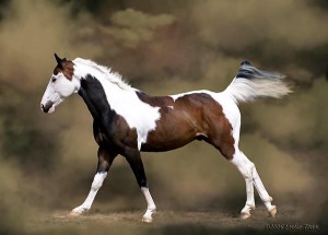 americanpainthorse.jpg