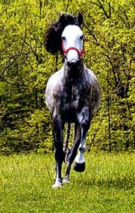 lusitano3.jpg