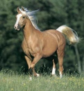 palomino_horse.jpg